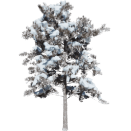 Pinus ponderosa B winter