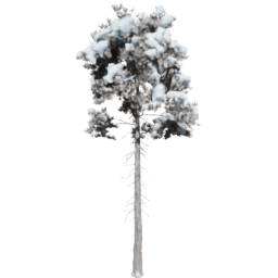 Pinus ponderosa C winter