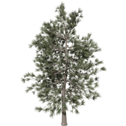 Pinus ponderosa D spring summer autumn