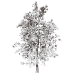 Pinus ponderosa D winter