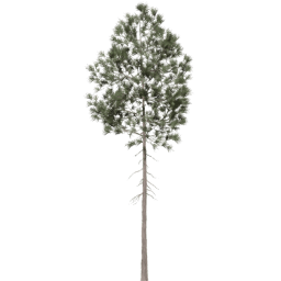 Pinus ponderosa E spring summer autumn