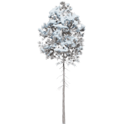 Pinus ponderosa E winter