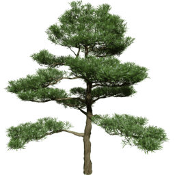 Podocarpus macrophyllus A spring summer autumn