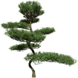 Podocarpus macrophyllus B spring summer autumn