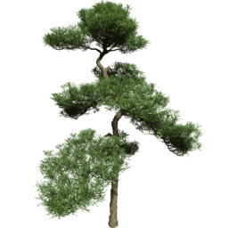 Podocarpus macrophyllus C spring summer autumn