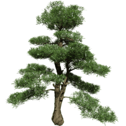 Podocarpus macrophyllus D spring summer autumn