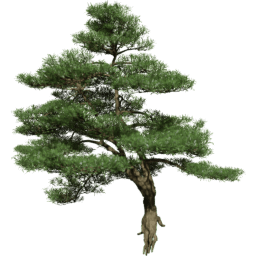 Podocarpus macrophyllus E spring summer autumn