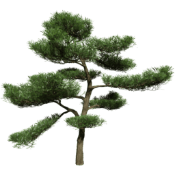 Podocarpus macrophyllus F spring summer autumn