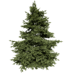 Pseudotsuga menziesii A spring summer autumn