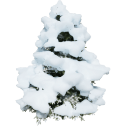 Pseudotsuga menziesii A winter