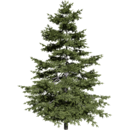 Pseudotsuga menziesii B spring summer autumn