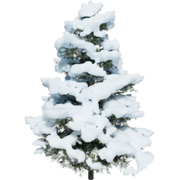 Pseudotsuga menziesii B winter