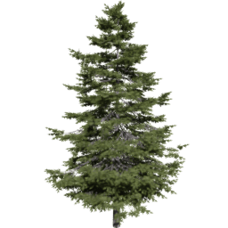 Pseudotsuga menziesii C spring summer autumn