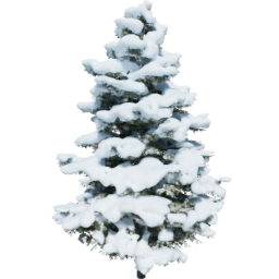 Pseudotsuga menziesii C winter