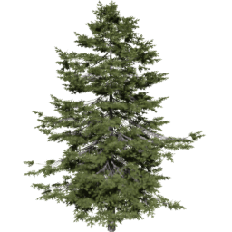 Pseudotsuga menziesii D spring summer autumn