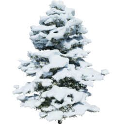 Pseudotsuga menziesii D winter