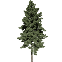 Sciadopitys verticillata A spring summer autumn