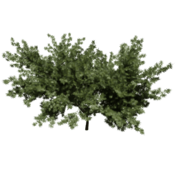 Taxus baccata A spring summer autumn