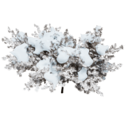 Taxus baccata A winter