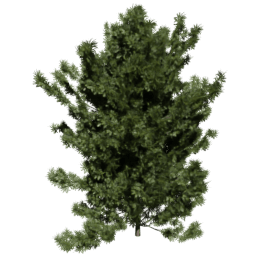 Taxus baccata B spring summer autumn