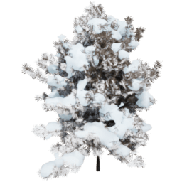 Taxus baccata B winter