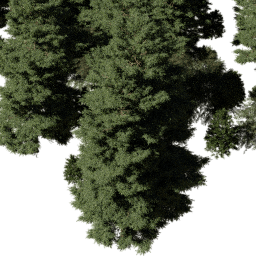 NA Boreal con A spring summer