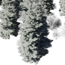 NA Boreal con A winter