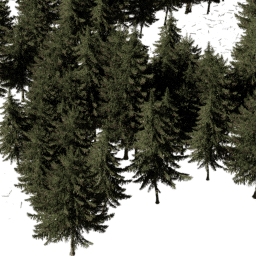 Picea obovata B autumn