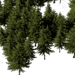 Picea obovata B spring