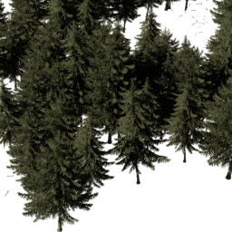 Picea obovata B summer