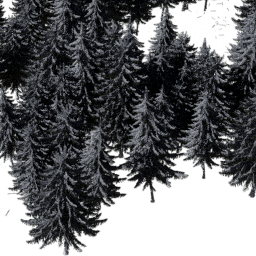 Picea obovata B winter