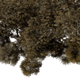 EU East dec A autumn