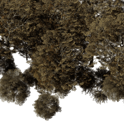 EU East dec B autumn