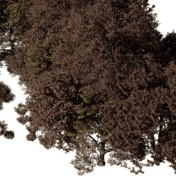 NA North east dec A autumn