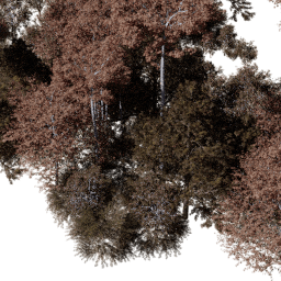 NA Temperate dec A autumn