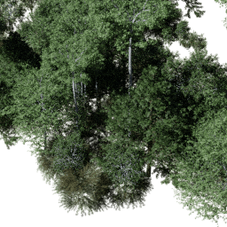 NA Temperate dec A summer