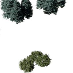 Coniferous mix A summer