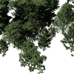 NA Coastal mix A spring summer