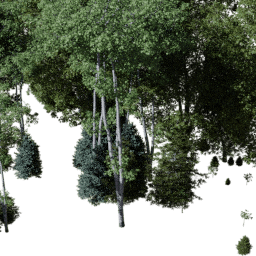 NA Temperate mix A summer