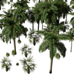 Tropical Coastal A summer