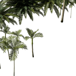 Tropical Coastal D summer