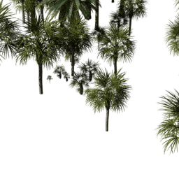 Tropical Dry A summer