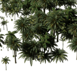 Tropical Rainforest A summer