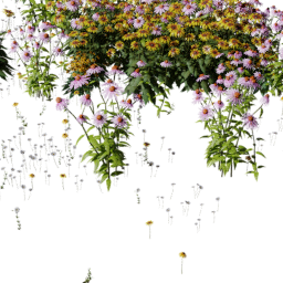 Coneflower echinacea mix A spring summer