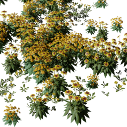 Coneflower mix A spring summer