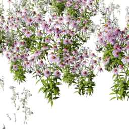 Echinacea mix A spring summer