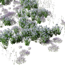 Phlox mix A spring summer