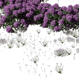 Rhododendron mix A spring summer