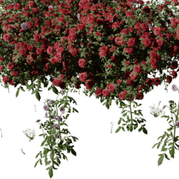 Rose mix A spring summer