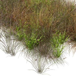 Andropogon Carex mix A spring